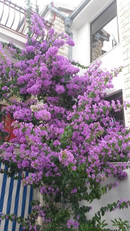 Apartments Nino سيغيت فغانييتْسا المظهر الخارجي الصورة